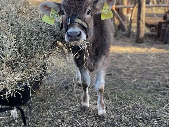 Mladý hnědý skot s ušní známkou na zimní pastvině