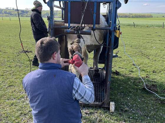 Ošetření paznehtů krávy ve fixační kleci na pastvině
