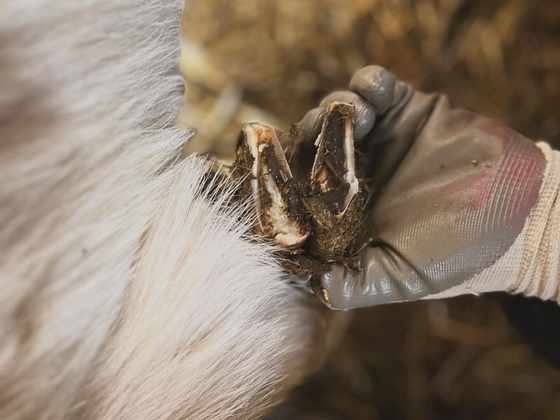 Detail ošetřovaného paznehtu ovce v ruce veterináře