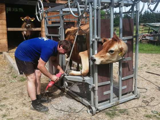 Veterinář ošetřuje paznehty krávy ve fixační kleci ve stáji