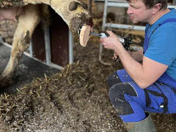 Veterinář ošetřuje zvednutý pazneht krávy ve stáji